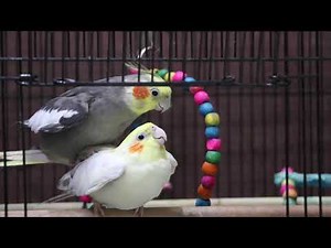 Cockatiel Pair Mating | Breeding Cockatiels at Home