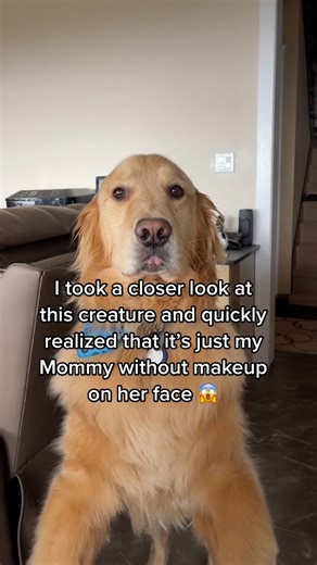 Dear Diary-do you think I’ll get in trouble when Mom sees this? #deardiary #funnydog #funnyvideos #funnydogvideos #dogsoftiktok #goldenretrieversoftiktok #viral #dogtok #goldenretriever #fyp | Golden Buddies