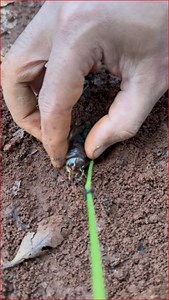 Tribe cowboy using fire ants to catch crickets insect for eat | NaturalLife IQ