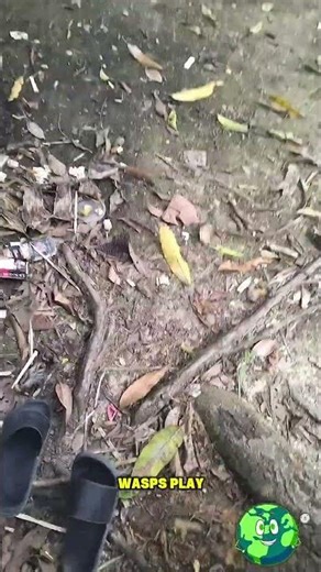 Tiny Black Insect: The Hidden Survivor of the Micro World! #shorts