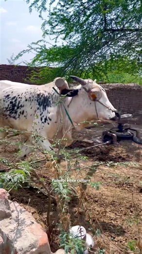 Old Faster Chuff Cutting Machine with white Bull#shortvideo #shortviral #shortsfeed