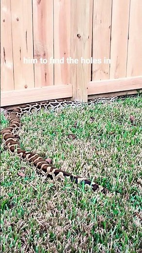 “Burmese Pythons in Captivity: What Owners Need to Know!”