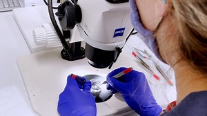 Two Peeling Methods for the Isolation of Photoreceptor Cell Compartments in the Mouse Retina for Protein Analysis