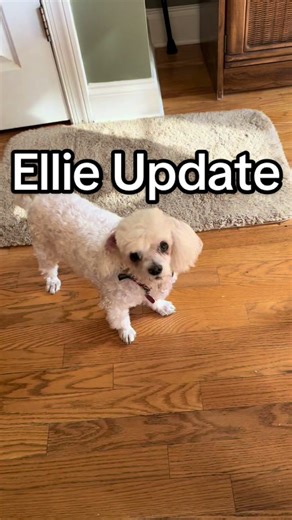 Ellie's Health Update: Feeling Much Better After Vet Visit
