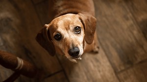 Dog Accidentally Shoots Man, Which Happens More Often Than You’d Think