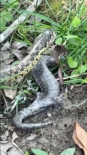 Snake vs. Salamander: Rare Footage You Won't Believe! #kentucky #shorts
