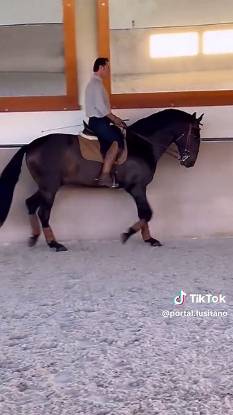 Discover the Charms of a Lusitano Stallion in Portugal