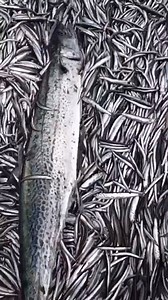 Bateaux de pêche hauturière | BLA BLA BLA