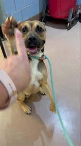 Dudley do-right! He might look like the typical energetic young dog in his kennel (and maybe on the way outside) but he is so much more. Dudley is so much more. He super smart. Dudley can reign in his energy and show off his command knowledge in a snap. Plus the way he responds to the nose boops and paw requests is too cute. Came in as an owner surrender on 8/13/25 and is available NOW. Dudley A299260 | Male | Age? Handling: https://youtu.be/EAB6QkUW-sM Leash test: https://youtu.be/5I0d0X2XWUc M