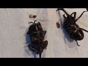 カブトムシ性転換（男性→女性） 交尾器（陰茎）切除 手術後の様子