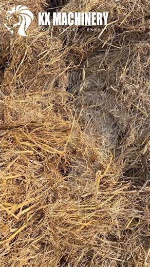 Paddy straw pellet machine rice straw pellet mill for biomass stalk pellets making #pelletmachine