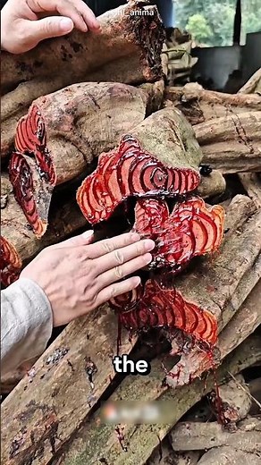 Bleeding Trees? Here's the Scientific Explanation!