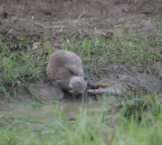 Crocodile vs Grey Langur Monkey ➡️ Click Here : https://animalhomepet.com/archives/2377 | Elizabeth Bowen