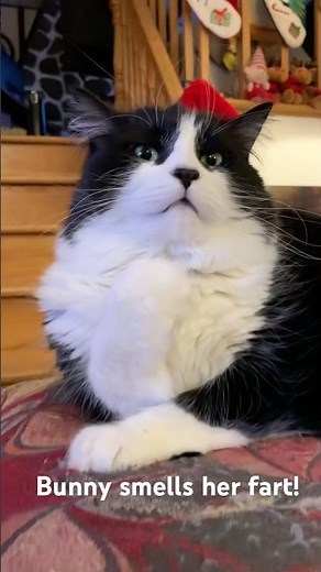 Bunny smells her FART. #cute #cat #funnybunny #fart