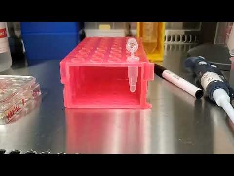 Testing the Neon Transfection System with 100uL tips