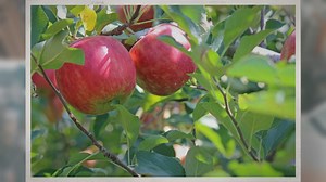 How Far Apart Should You Plant Apple Trees?