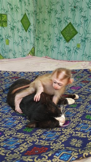 2.6K views · 92 reactions | Absolutely cute baby monkey Yoya, Yoko family | Monkey Koko | Facebook