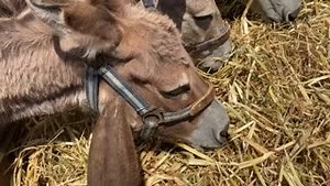 📣🎬 Volume up & prepare to smile because you will love this video taken by our sanctuary team member Keren 😊😀 YOUR support helps enable these donkeys to be rescued & with the high sanctuary running costs - thank you 🙏👍🏼👏🏼 | Safe Haven for Donkeys