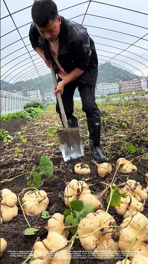 Digging up the sweet and juicy jicama