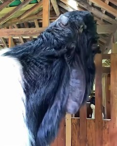 Can you believe this is a goat! 🐐 🐐 The Damascus Goat🌍 - The Damascus goat is also known as Shami goat and its scientific name is *Capra aegagrus hircus*. - Originally from the Eastern Mediterranean, particularly Syria, these goats are prized in the region for milk, meat, and their use as show animals. - The Damascus goat has a resilient nature and is well-suited to the arid climates of the Middle East. Their milk is highly nutritious and they are known for being excellent breeders. 🎥 Credit