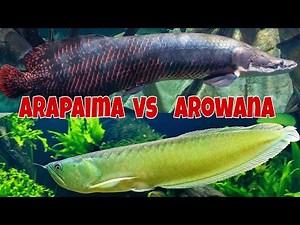 Arowana vs Arapima how is best in Aquarium