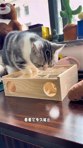 The hardworking squirrel finally won the game after outsmarting the grumpy cat.🐿️♥️ | खड़ूस बिल्ली😺