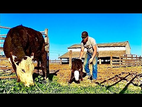 Welcome to the World! New Calves, New Pasture, and Recognizing When a Cow is About to Give Birth
