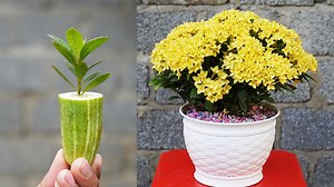 15K views · 674 reactions | How I Propagate Beautiful Peony Pots | Balcony Garden Ideas | Facebook