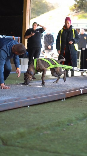 Weight pulling for dogs is a dog competition in which weight is pulled over a predetermined distance by dogs that are divided into weight categories. The weight is either on a sledge or a cart with wheels. The purpose of the dog weight pulling was to show the audience how strong the dogs could pull. This dog sport offers significant advantages to all dogs. Physically, the weight the dog is pulling increases bone density, tendon strength, and the cardio-vascular system in addition to stimulating