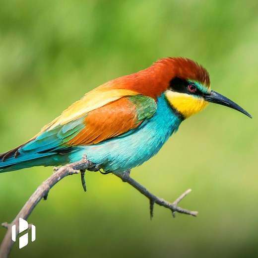 Animals are evolving to adapt to climate change. | Hashem Al-Ghaili