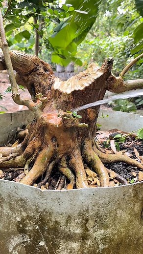 Learning Bonsai - The initial stage of forming the basic movements of formal style bonsai 😱 #aliansibonsai #bonsaitree #fyp #bonsai #bonsailovers #premnamicrophylla | Aldy Alarconsw