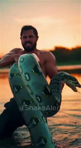 Massive Python Attack – Real Wildlife Footage#SnakeVideo#wildlifeawareness