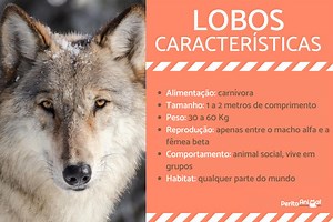 CARACTERÍSTICAS do LOBO - Personalidade, comportamento e curiosidades