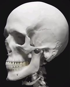 The primary muscles of mastication are the group of muscles...