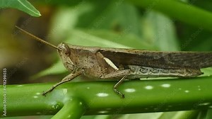 macro footage of a grasshopper on a leaf. Natural background and close up portrait of grasshopper