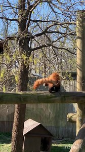 3.7K views · 277 reactions | One of our favorite red panda tricks, as...