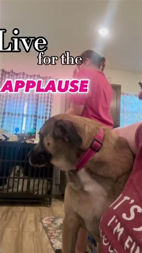 Aggressive cuddles with my girl are the best! 🩷🐾 #cute #dogshorts #fyp #esa #anatolian