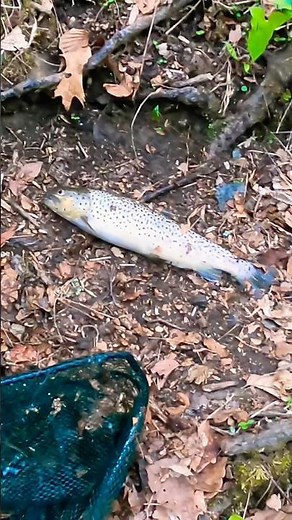 New Brown Trout Catch N Cook at Midnight! 🎣🐟 #fishing #subscribe