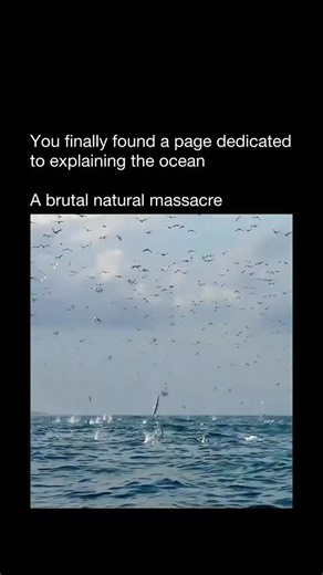 Explaining The Ocean | The Atlantic herring is a classic silver-scaled fish found in large schools across the North Atlantic. Its bright, reflective scales act... | Instagram