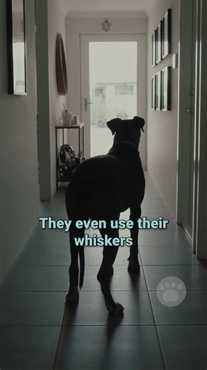 How does a blind dog survive? #dogs