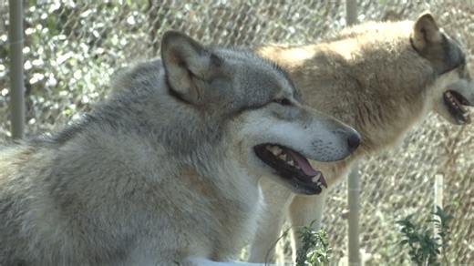 2 wolves from Seacrest Wolf Preserve find new home at Naples Sanctuary