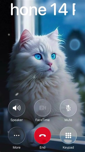 iPhone 14 Pro Ringtone + Cute Cat 🐱 #shorts #shortsfeed #iphoneringtone