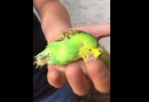 La verdadera historia del pajarito Chimuelo