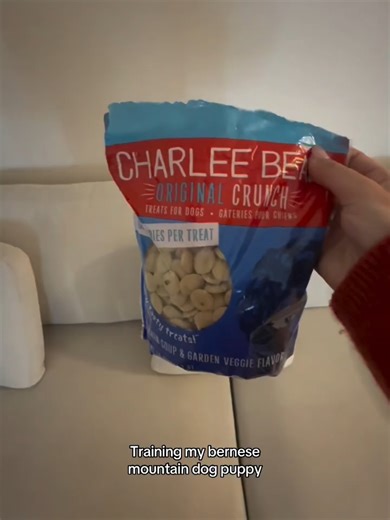 Training just got a whole lot tastier 🐶✨ Charlee Bear treats = big flavor, less than 3 calories each, and the perfect crunch for quick rewards. Easy to break, easy to love, and made to keep pups focused without filling them up. Sit. Stay. Snack. Repeat. 🐾 #CharleeBear #TrainingTreats #GoodDogVibes #DogTrainingTok #TreatMotivation #dogtraining #dogtreats 📹: @cjthebernese