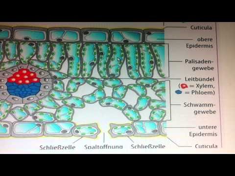 Explaining leaf structure - Biology made easy