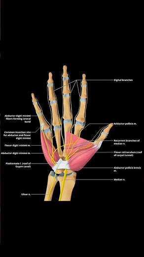 Proper Palmar Digital Nerves Explained ✋ #meded #anatomy #handinjury #ATC #ortho #physiotherapy
