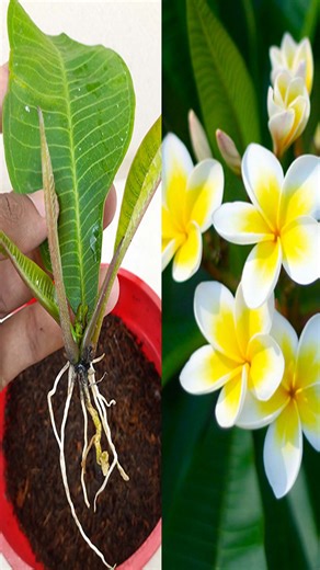 20K views · 182 reactions | Grow Frangipani Flower From Frangipani Leaves With Use Aloe vera : Frangipani (Plumeria) Propagation | Rana Craft | Facebook