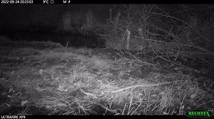 1.8K views · 16 reactions | Wilson's snipes can be found in marshy...