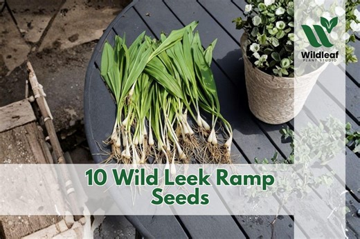 10 Wild Leek Ramp Seeds for Planting Native Variety - Etsy