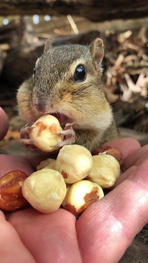 Chipmunks of TikTok on TikTok